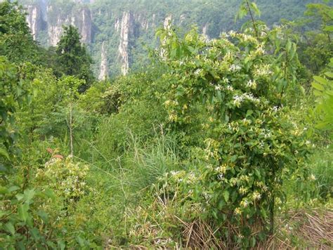 金銀花種植方法